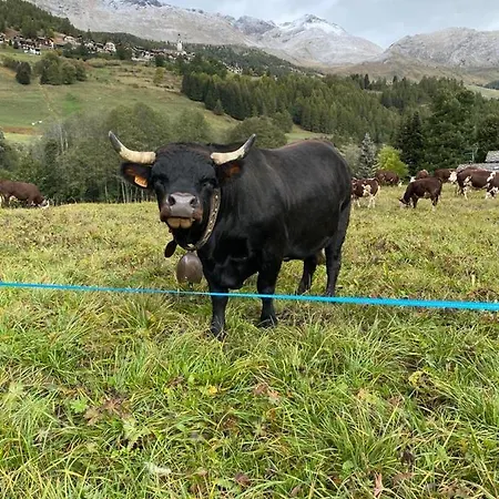 アパート La Montagna Incantata - Panoramico Per 5 Persone